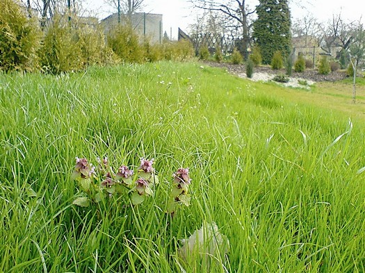 travní koberece - trávník